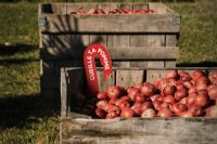 Cueille ta pomme : la saison des vergers s’ouvre en Estrie